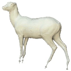 JELEŃ WSCHODNI (SIKA) EC-JS-1L