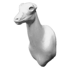 KOZICA PÓŁNOCNA EG-KP-5G