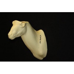 KOZIOROŻEC EG-KO-7LK