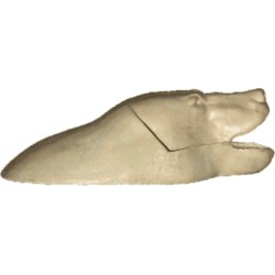 NIEDŹWIEDŹ EL-NI-7