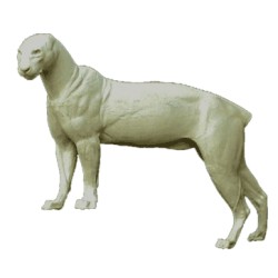 LEOPARD / PUMA  ACLP5