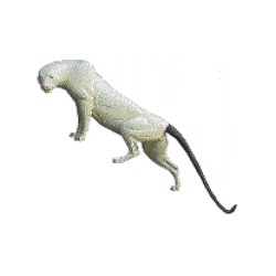 LEOPARD / PUMA  ACLP10B