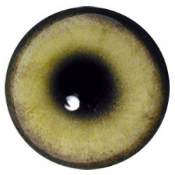 WILK OCZY Premium...