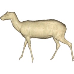 SKOCZNIK ANTYLOPI  AC-SA-1