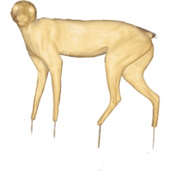 KOT AFRYKAŃSKI AC-KA-1