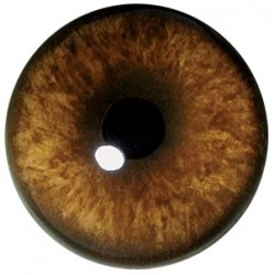 DZIK Premium Concave/Convex...