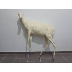 KOZICA PÓŁNOCNA EC-KP-1L