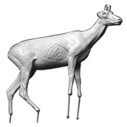 KOZICA PÓŁNOCNA EC-KP-1P