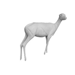 KOZICA PÓŁNOCNA EC-KP-4...